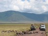 TZ Field School - Ngorongoro Crater