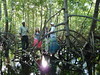 In the mangrove forest